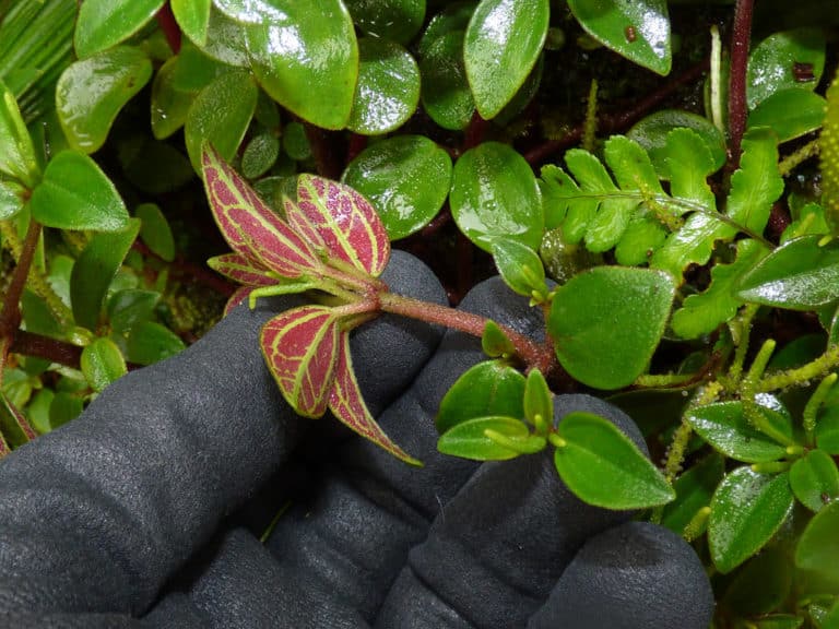 Pépéromie (Peperomia)