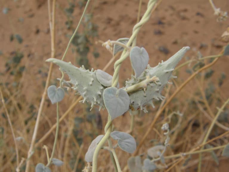 Pergularia (Pergularia)