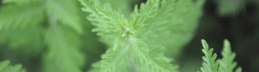 Lavande d'Afghanistan