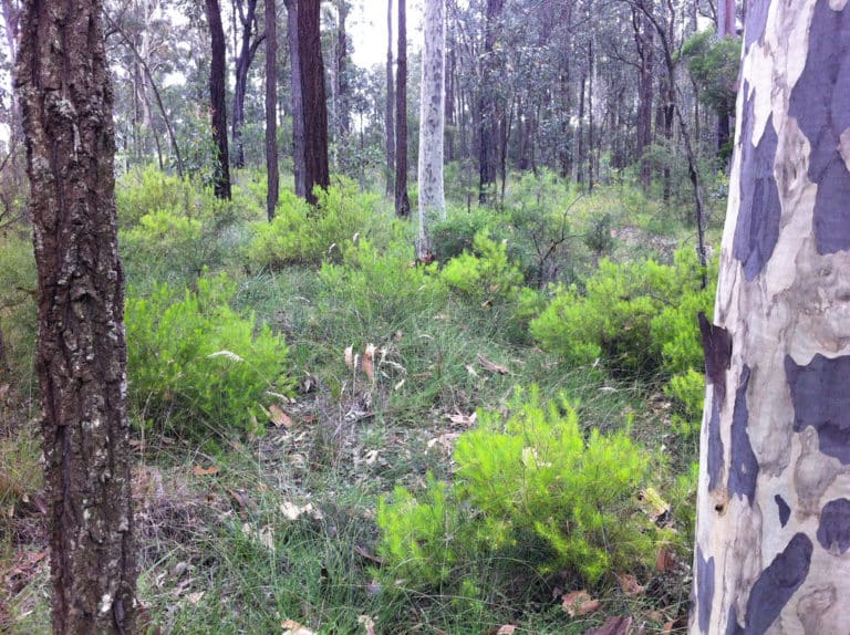 Persoonia (Persoonia)