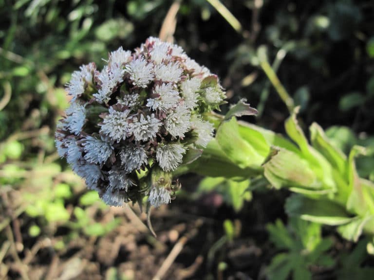 Pétasite (Petasites)