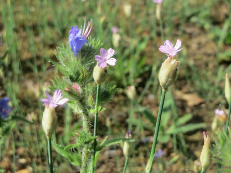 Petrorhagia (Petrorhagia)