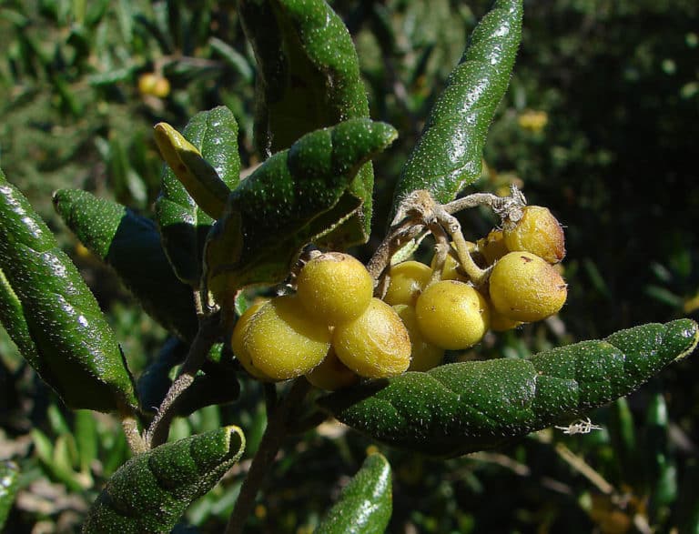 Peumus (Peumus)