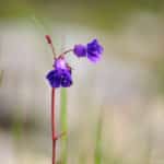 Phacélie (Phacelia)