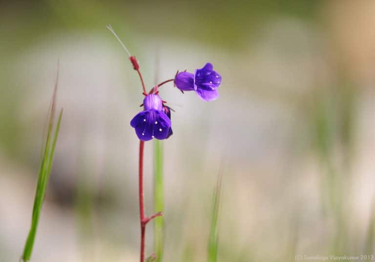 Phacélie (Phacelia)