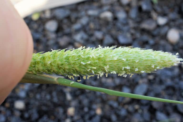Phalaris (Phalaris)