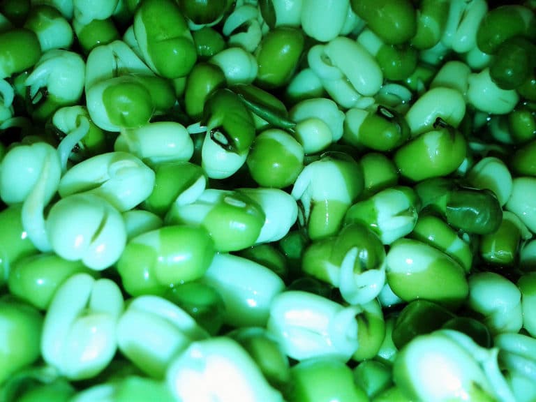 Phaseolus (Phaseolus)