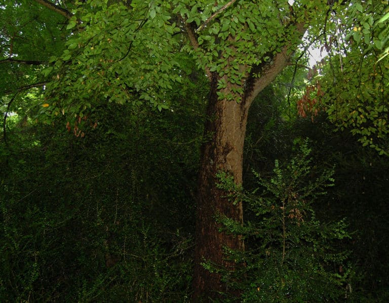 Phellodendron (Phellodendron)