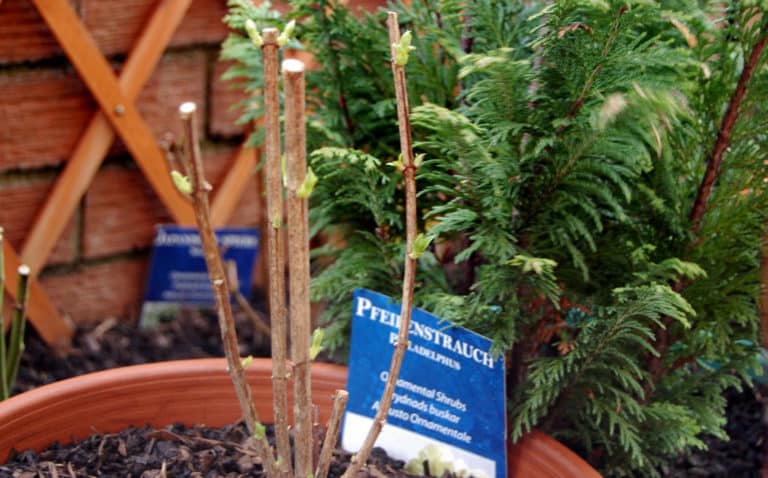 Seringa (Philadelphus)