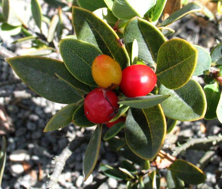 Filaria (Phillyrea)