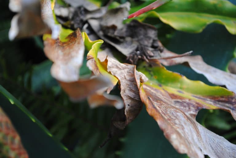 Philodendron (Philodendron)