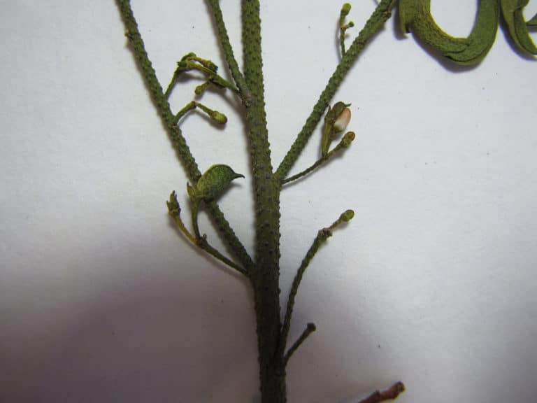 Philotheca (Philotheca)