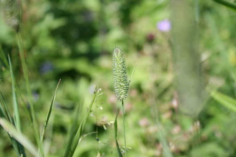 Phleum (Phleum)