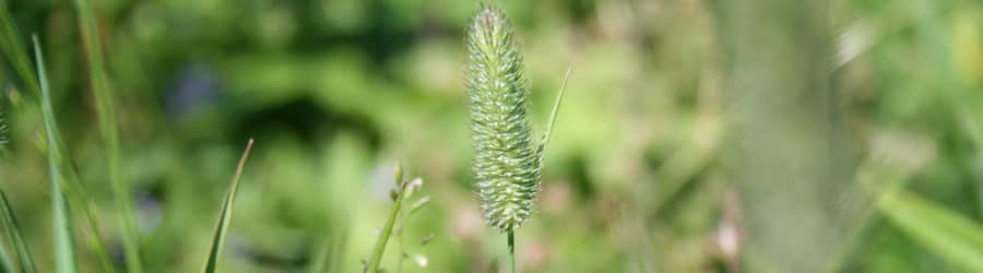 Phleum