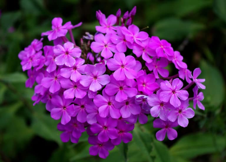 Phlox (Phlox)