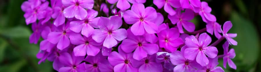 Phlox