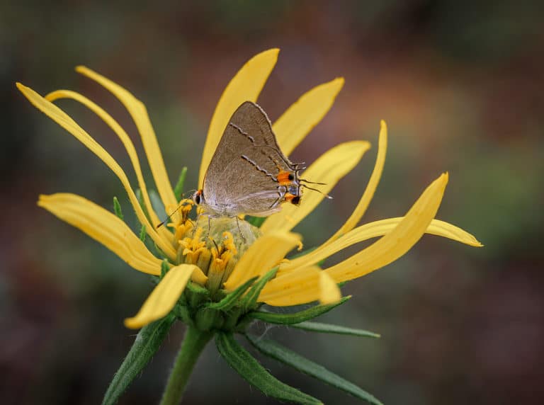 Phoebanthus (Phoebanthus)