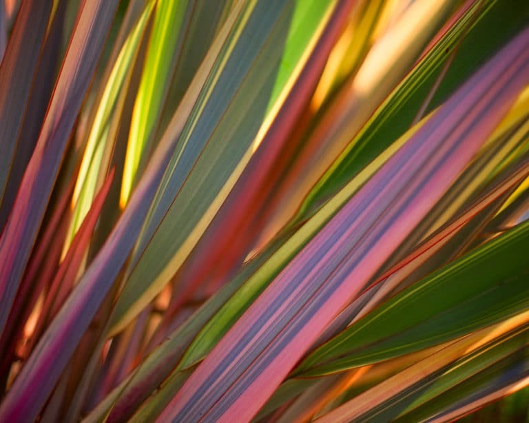 Lin de Nouvelle-Zélande (Phormium)