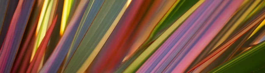 Lin de Nouvelle-Zélande