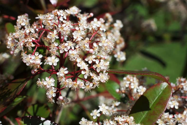Photinie (Photinia)