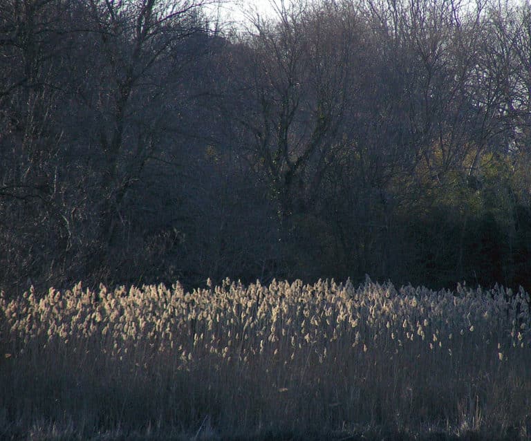 Phragmites (Phragmites)