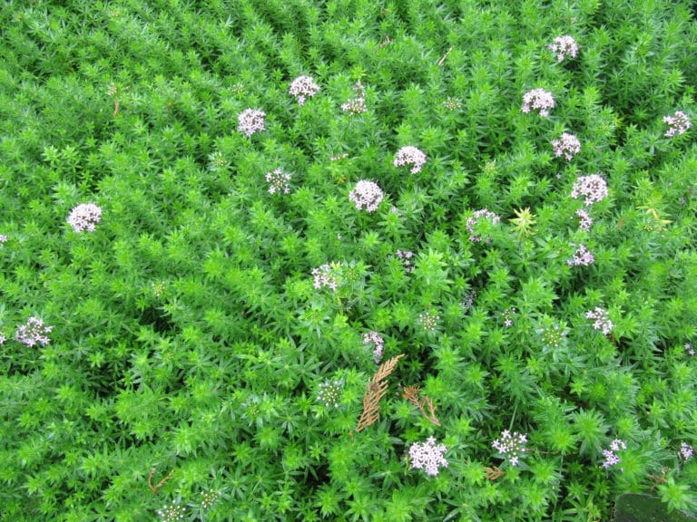 Phuopsis (Phuopsis)