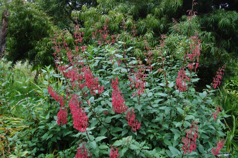 Phygelius (Phygelius)