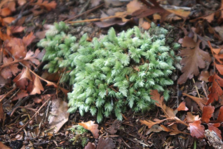 Phyllocladus (Phyllocladus)