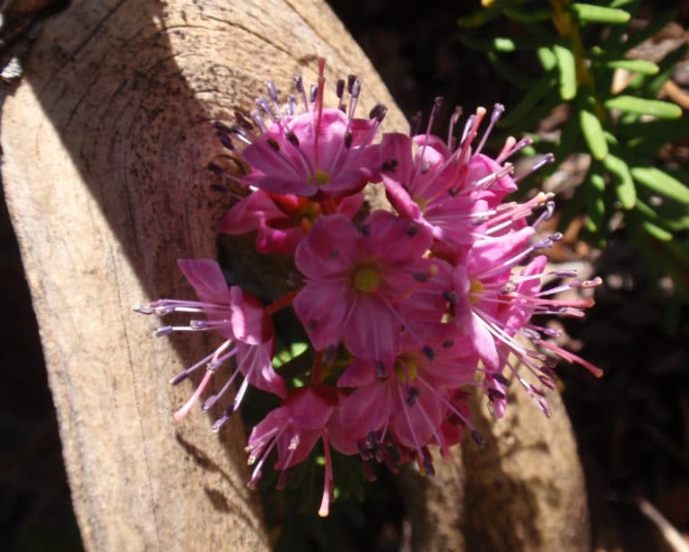 Phyllodoce (Phyllodoce)