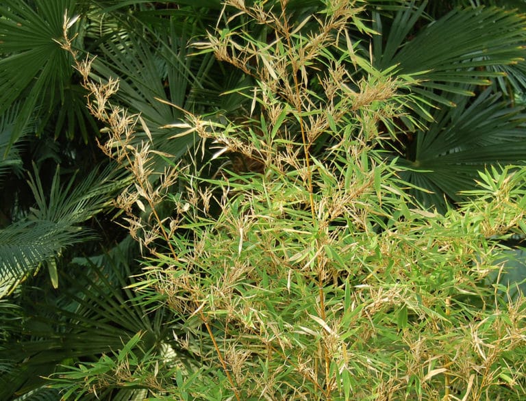 Phyllostachys (Phyllostachys)