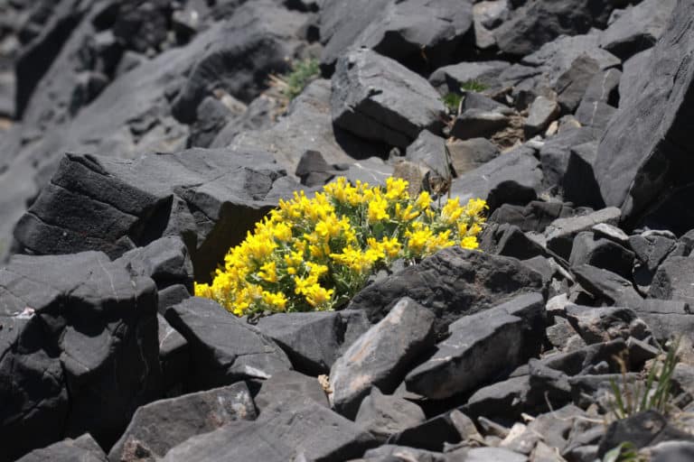 Physaria (Physaria)