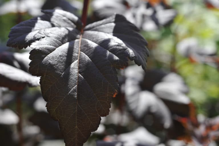 Physocarpe (Physocarpus)