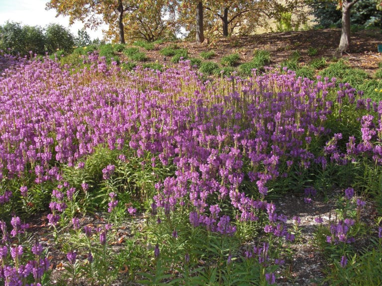 Physostégies (Physostegia)