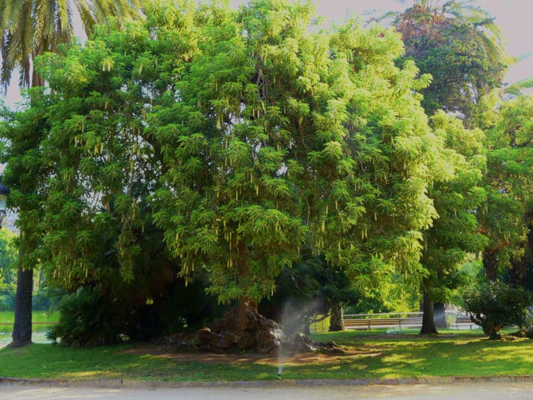 Phytolaque (Phytolacca)