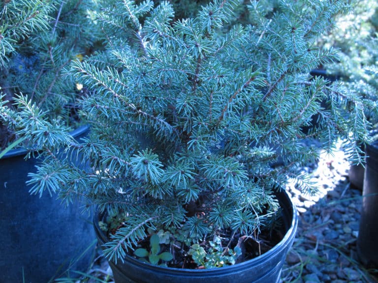 Épicéa (Picea)