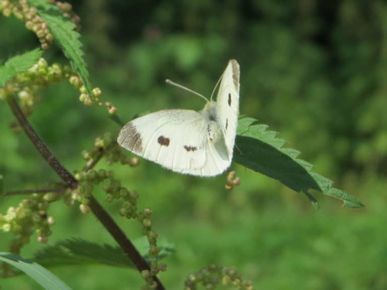 Andromère (Pieris)