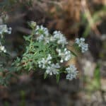 Pimelea
