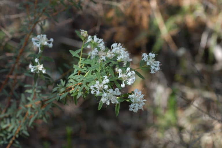 Pimelea (Pimelea)