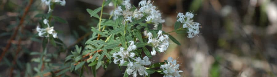 Pimelea