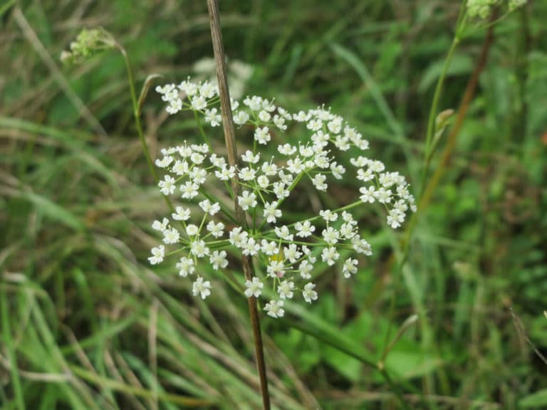 Pimpinelle (Pimpinella)