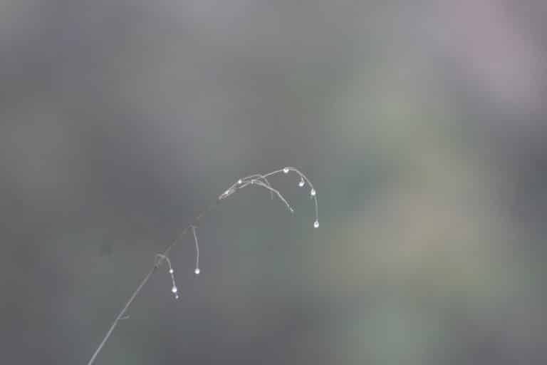 Piptatherum (Piptatherum)