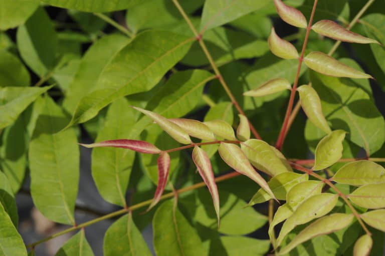 Pistachier (Pistacia)