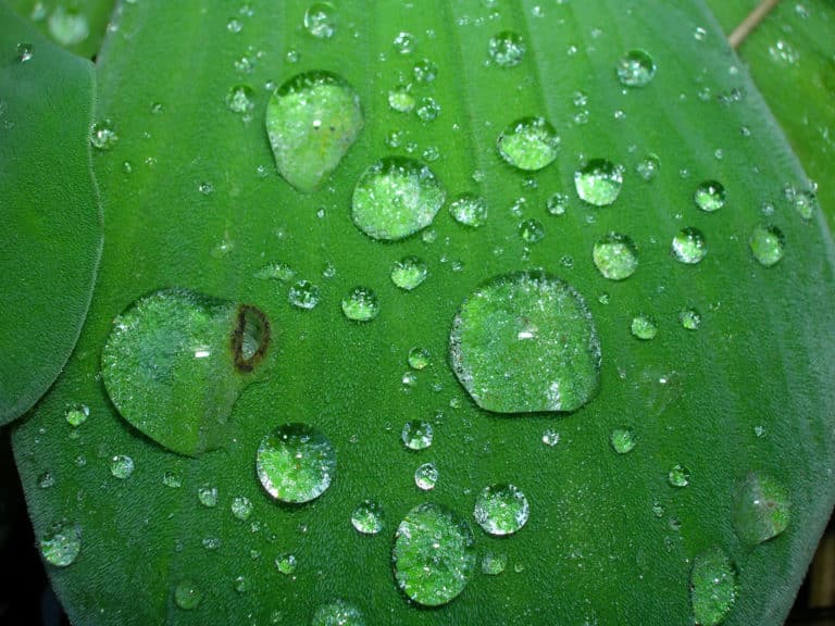 Pistia stratiotes (Pistia)
