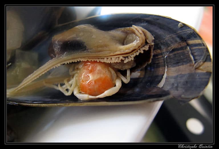 Pisum (Pisum)