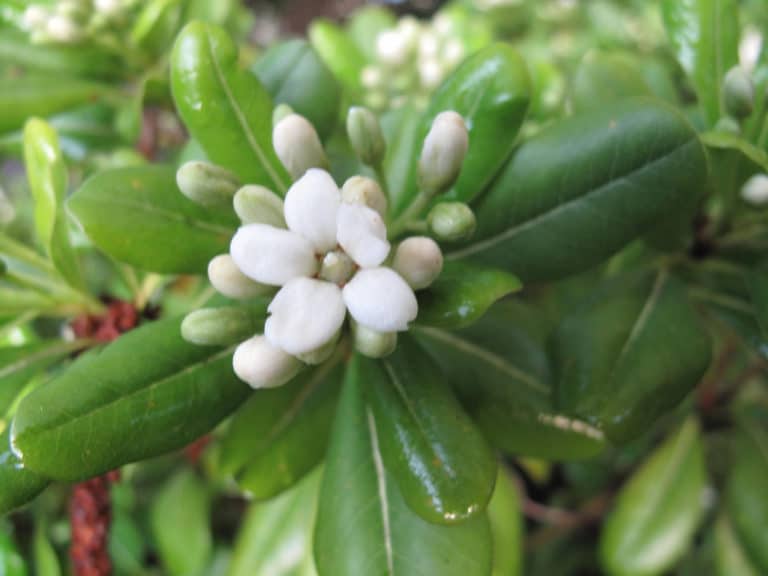 Pittosporum (Pittosporum)
