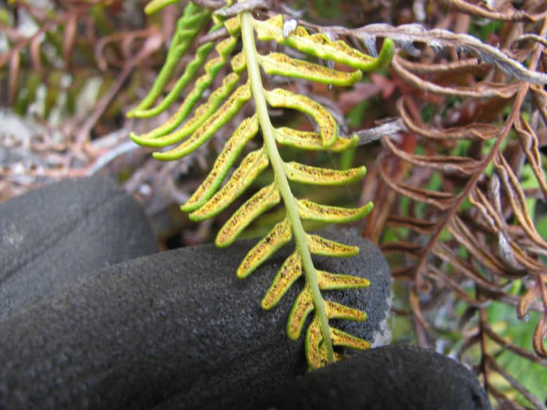 Pityrogramma (Pityrogramma)