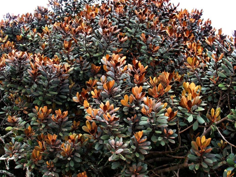 Planchonella (Planchonella)