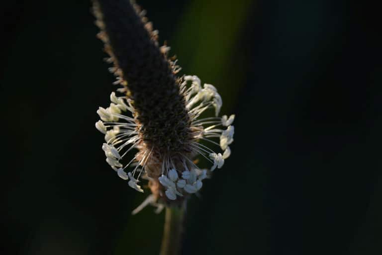 Plantago (Plantago)