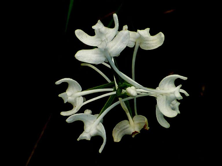 Piperia (Platanthera)