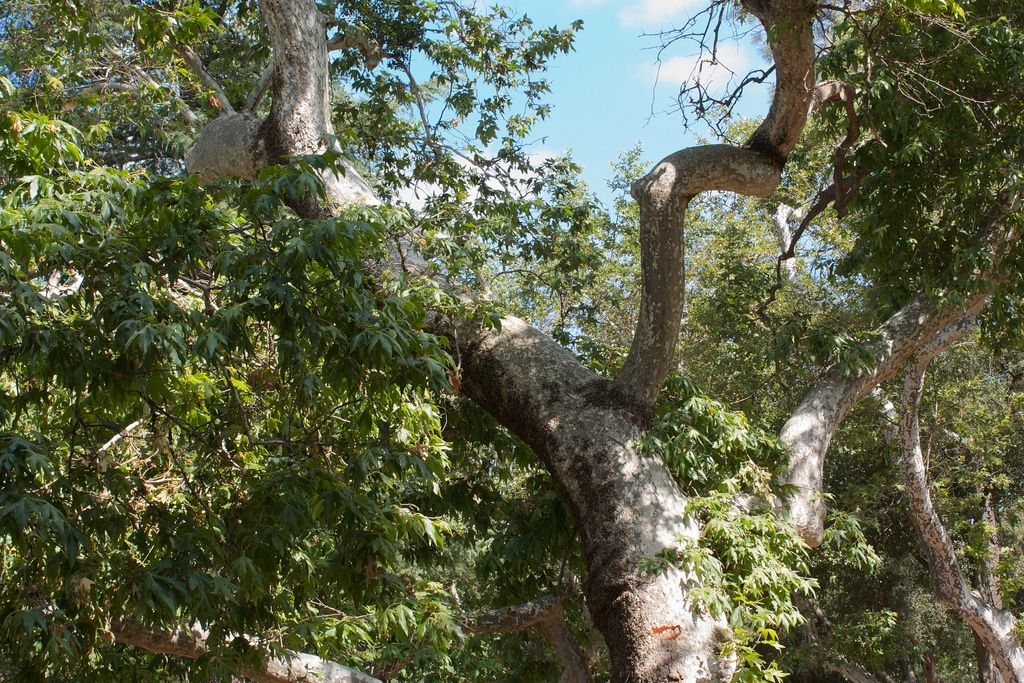 Platane (Platanus)